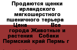 Продаются щенки ирландского мягкошерстного пшеничного терьера › Цена ­ 30 000 - Все города Животные и растения » Собаки   . Пермский край,Пермь г.